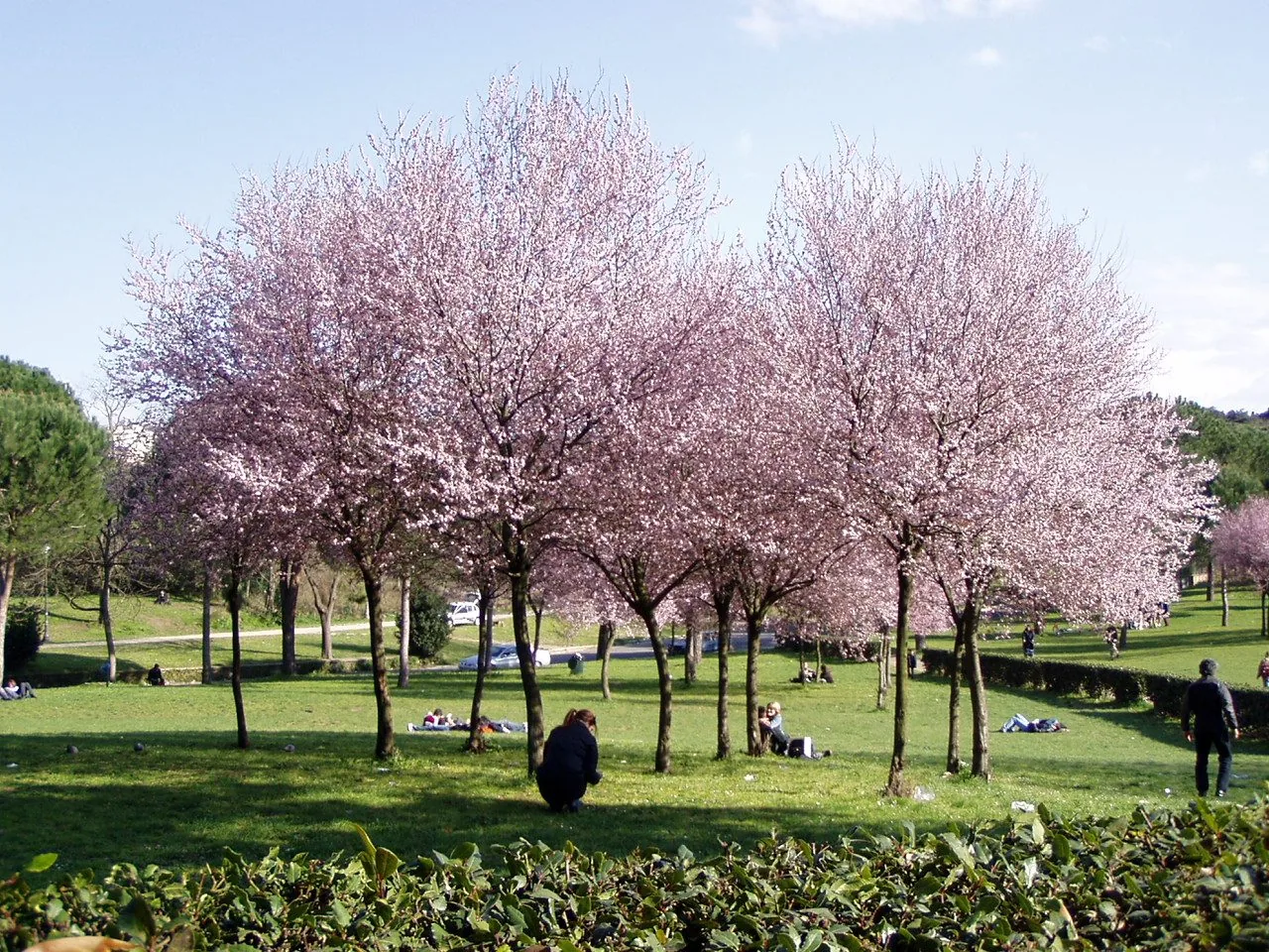 Alberi in piena fioritura rosa su un prato verde in un parco di Roma in primavera, con alcune persone sedute sull'erba